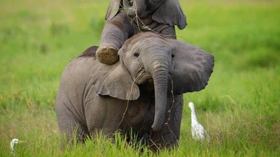 То, как эти маленькие слонята играют, заставит тебя улыбнуться