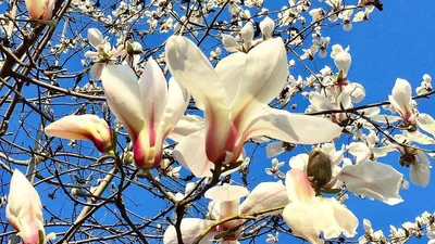 Весна вокруг: Украина утонула в цветении магнолий и цветов