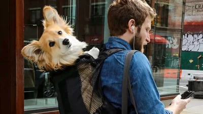 Життя собаче: тільки подивіться, як жителі Нью-Йорка перевозять у метро своїх песиків
