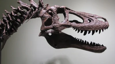 Любой желающий может купить остатки молодого тираннозавра, правда почти за $3 миллиона