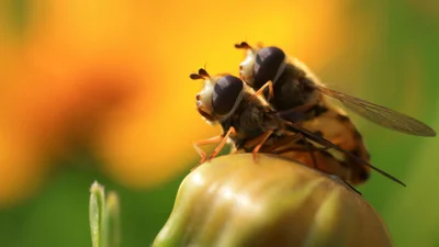 Ради сохранения пчел Pornhub создал новый жанр порно-роликов о природе