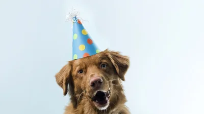 Песик сам выбрал себе подарок на день рождения – это видео украдет ваши сердечки