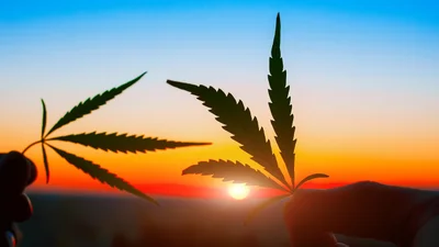 Розпродаж марихуани обернувся для американців “обвалом” сайтів, де її реалізують