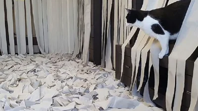 Видео о котике, который хулиганит в комнате с туалетной бумагой, стало вирусным