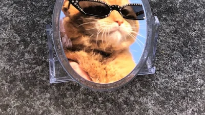 Этот котик в очках и шапочках, который отражается в зеркалах, заставит тебя улыбаться