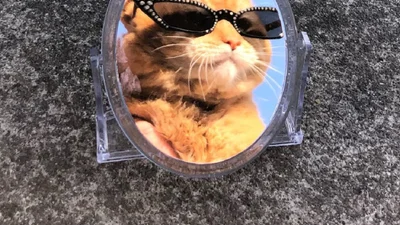 Этот котик в очках и шапочках, который отражается в зеркалах, заставит тебя улыбаться