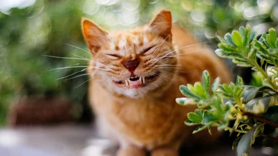 Этот котик настолько эмоционален, что его драматично-веселые реакции вызывают улыбку