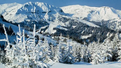 Пока все готовятся к лету – в Карпатах выпал снег: эти фото холоднее, чем Антарктида