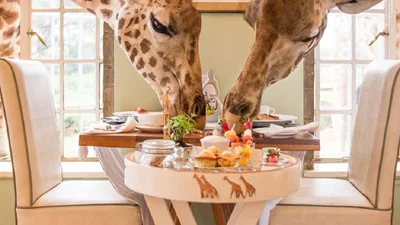 В одном из отелей Кении можно спокойненько разделить завтрак с жирафами