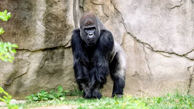 Горили, яким не подобається дощ, розсмішили інтернет своїми емоціями