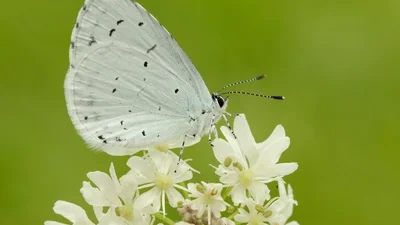 Шерех крил мільйонів метеликів у тропічному лісі - найдивовижніше, що ти міг чути