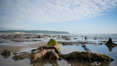 В Британии ураган "вытащил" на поверхность доисторический лес, и эти фото мистические