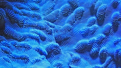 Інститут кольору Pantone неочікувано назвав нові кольори 2019 року