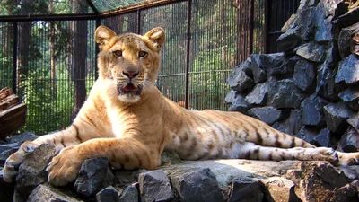 Уникальное животное: американец показал наибольшую кошку в мире - это смесь льва и тигра