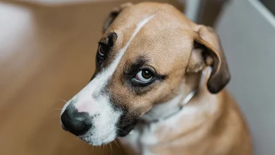 Хитрюги-собаки специально научились делать грустные глаза, и вот для чего, говорят ученые