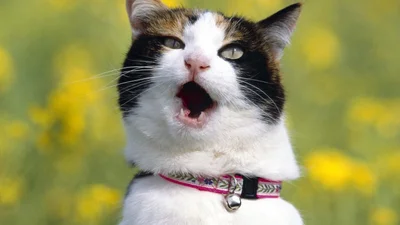 Тебе гарантовано розсмішить відео з милим котиком, що хропе і водночас співає