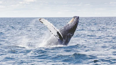 Ученые впервые записали песню редких китов - этими звуками они ищут пару