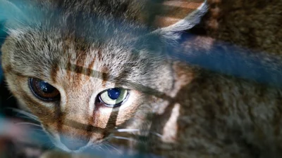 Вчені знайшли новий різновид котиків, які вкрадуть твоє серденько