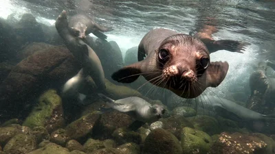 Ученые научили тюленей наследовать человеческий голос, теперь они "поют" мелодию из фильма
