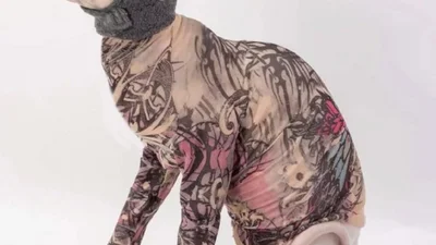 Дизайнер создает такую экстравагантную одежду для животных, что теперь они, как рок-звезды