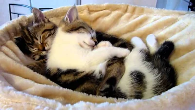 Видео с объятиями котиков стало новым мемом о странных парочках
