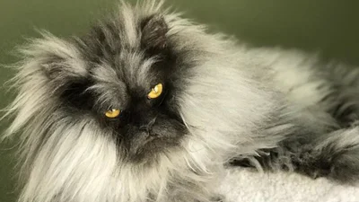 Цей кіт виглядає, наче божевільний професор, а все через дуже смішну зачіску