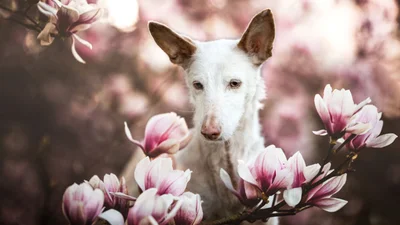 Лучшие фотографии собак 2019: победители конкурса растопят твое сердце