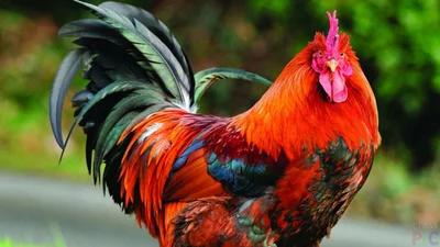 На французского петуха подали в суд, и ты будешь в шоке, за что