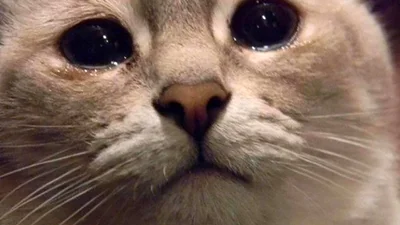 Фото с грустным котиком стало забавным мемом о ностальгии – ни одно животное не пострадало