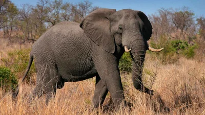 Туристка пыталась сфоткать слона, но его реакция была совсем неожиданной