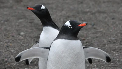 Сувора поліція Нової Зеландії затримала головних порушників спокою - парочку пінгвінів