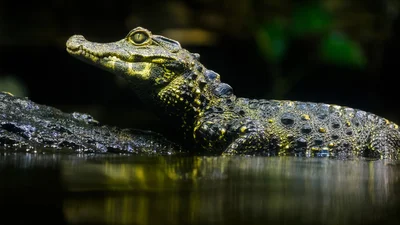 Полиция  в Теннесси просит не смывать наркотики в унитаз, чтобы крокодилы не "подсели"
