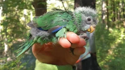 У Новій Зеландії зафіксували справжній демографічний вибух рідкісних папуг