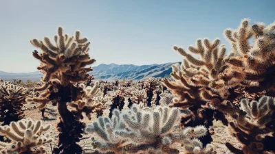 Найкращі фотографії 2019 року, зняті на iPhone