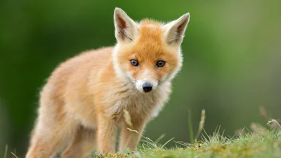 Лисичка наклала купку на полі і все б нічого, але це сталося посеред матчу