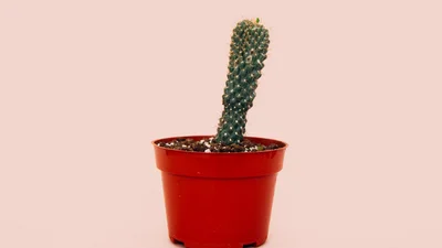 Науковці знайшли природну віагру, яка одразу підвищує ерекцію