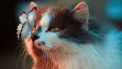 Видео дня: кошка научилась закатывать глаза, когда хозяйка ее нервирует