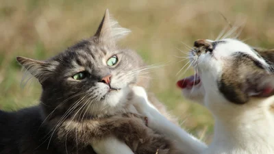 Парень снял эпичное видео о поединке котят – Тарантино нервно курит в сторонке