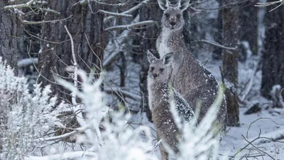 В Австралії кенгуру граються в сніжки, адже там неочікувано випав сніг