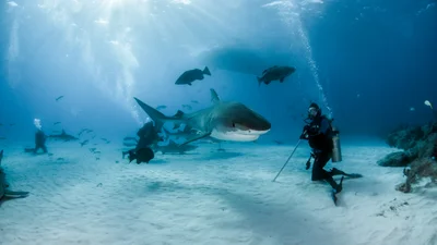 Дайвер со стальными нервами "усыпил" опасную акулу, и эти кадры впечатляющие
