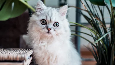 Забавная мелодия и танцующий котик - вот рецепт успеха этого вирусного видео