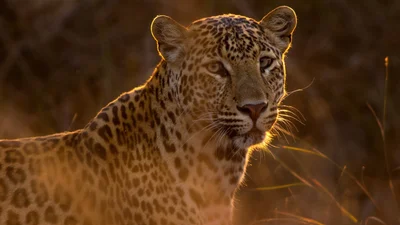 Пара сфотографувала рідкісного рожевого леопарда, і ця тварина просто фантастична