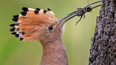 Ці фото лауреатів Bird Photographer of the Year 2019 доводять: природа - неймовірно чудова