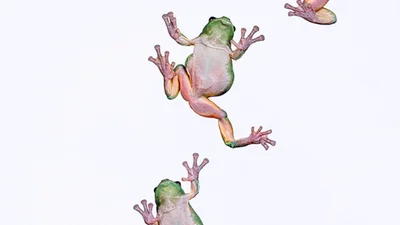 Розчарована жаба та коргі-королева: фотографи вразили мережу дивакуватими знімками тварин