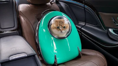 Не кіт, а космос: котика в рюкзаку перетворили у героя потішних мемів