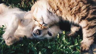 Вчені розповіли, хто має більше шансів дожити до 100 років - власники собак чи котиків