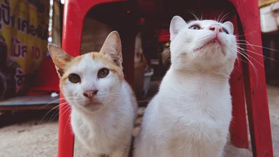 Хитрі коти пограбували холодильник свого господаря, наче професійні злодії