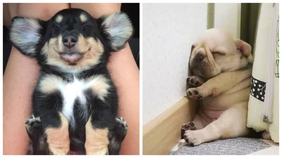 35 забавных фото доказывают, что собаки спят гораздо смешнее, чем люди