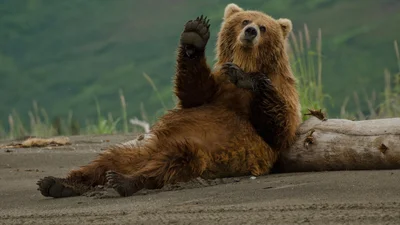 В Америке медведь решил круто затусить, поэтому пробрался в гостиницу и уснул в раковине