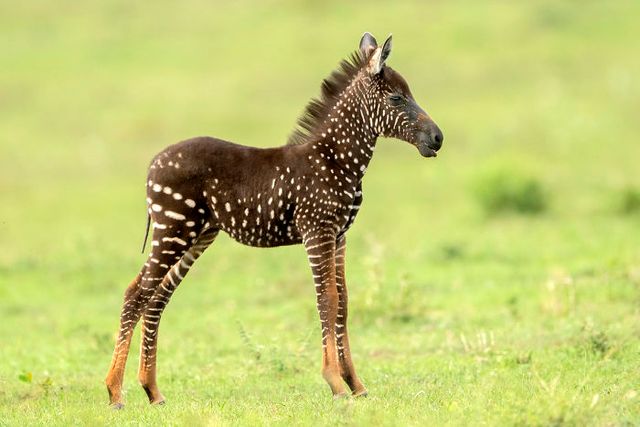 Malenka Zebra Narodilas Z Krapochkami Zamist Smuzhok I Take Buvaye Duzhe Ridko Lyuks Fm